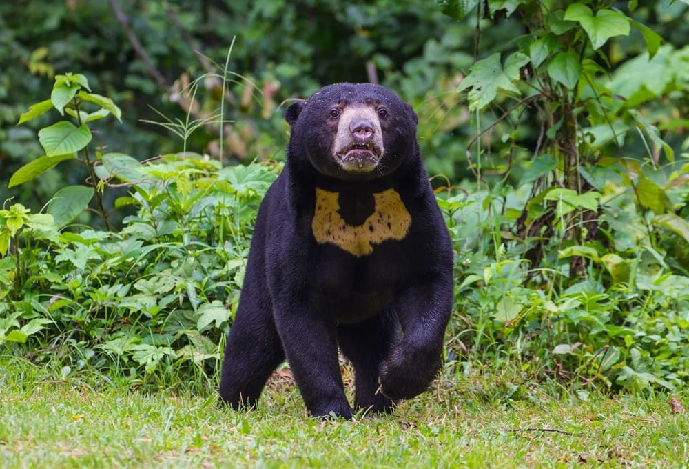 Sun bear is the world’s smallest and most vulnerable bear